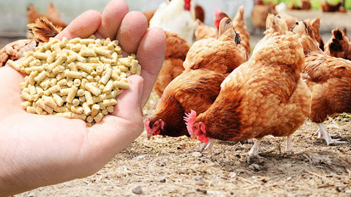 What Is In Chicken Feed
