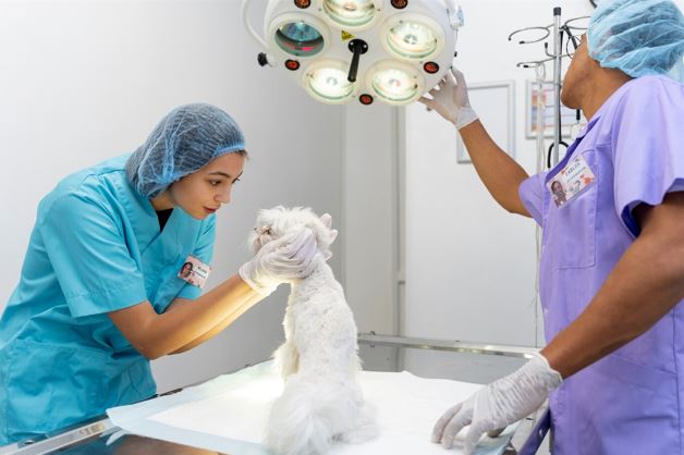 Veterinary Hospitals